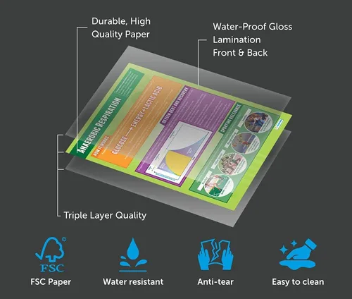 Vista 4 de Daydream Education Respiración anaeróbica Pósteres de PE Papel laminado brillante que mide 33 x 23.5 pulgadas Gráficos de educación física