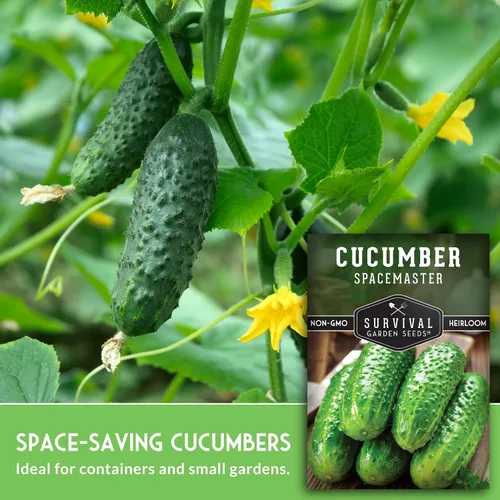 Vista 3 de Semillas de pepino Spacemaster para plantar Variedad compacta autóctona sin OMG para jardines de espacios pequeños – Semillas de jardín