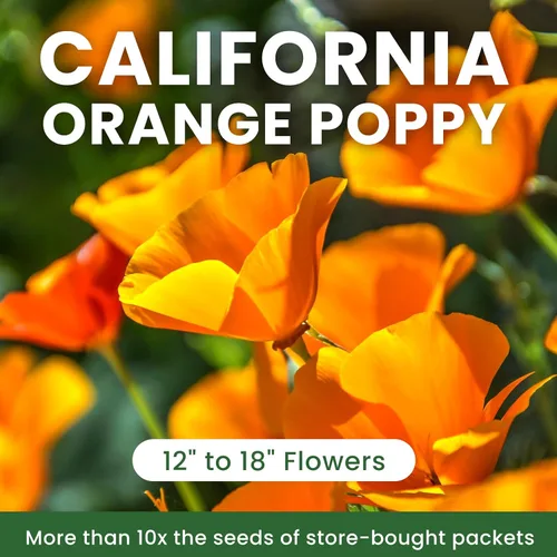 Vista 3 de Semillas de amapola naranja de California para plantar, paquete a granel de 0.35 onzas, más de 10,000 semillas nativas, flor del estado de California