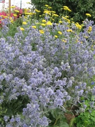 Vista 8 de 25 semillas de flores Blue Star SEA Holly Eryngium