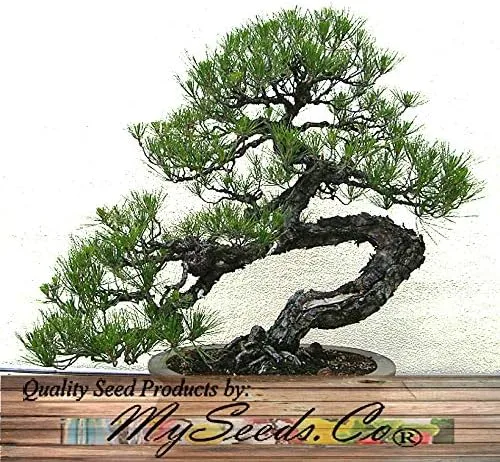Vista 7 de Semillas para árbol de pino sin transgénicos de MySeeds.Co