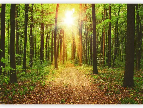 Vista 81 de artgeist Mural de pared premium Bosque púrpura, 79 x 55 pulgadas, papel tapiz no tejido, decoración de pared de vellón, impresión fotográfica