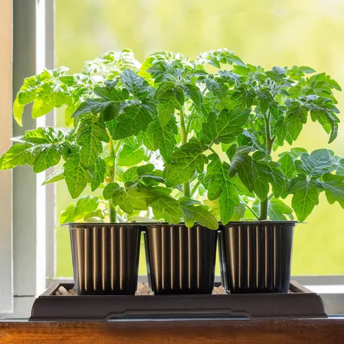 Vista 6 de Pinkunn 2 Piezas Bandeja de Humedad para Bonsái Bandeja de Goteo Plásticas Captador de Agua para Plantas Platillos para Interiores y Exteriores