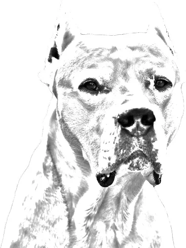 Vista 2 de Dogo Argentino, Tie Pin, clip con una imagen de un perro, elegante y estilo informal