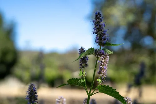Vista 4 de Plant Good Seed Semillas de menta de regaliz coreano para plantar: hierba perenne, flores moradas - Paquete de 50 semillas Sweet Licorice-Scented