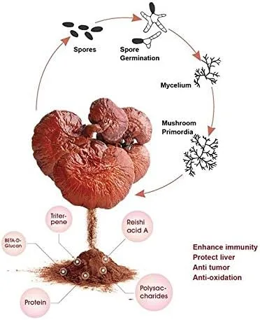 Vista 3 de Red Reishi Ganoderma Lucidum Extract Powder 100 Grams 50 Poliose 2 Triterpene Suplemento Natural - Soporta sistemas digestivos respiratorios e
