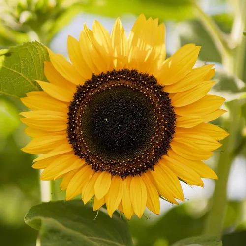 Vista 34 de Eden Brothers Semillas de girasol - Autumn Beauty