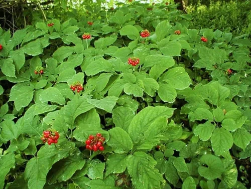 Vista 5 de 50 Semillas Ginseng Americano Semillas Preciosos Materiales Medicinales Ginseng Salvaje