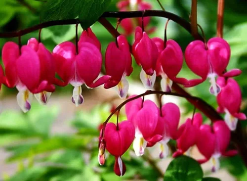 Vista 2 de 20 piezas de semillas de corazón sangrante rojo - Semillas de flores raras de Dicentra Spectabilis