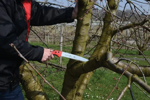 Vista 6 de FELCO 611 Sierra de podar – Sierra recta de tracción para poda de árboles y silvicultura Cortador de ramas de árbol Sierra de mano con hoja