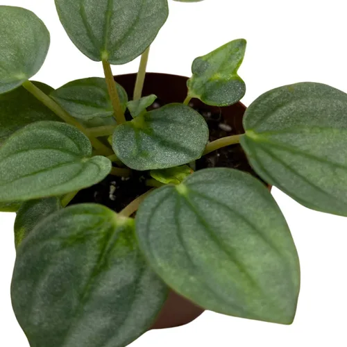 Vista 8 de BubbleBlooms Green Ripple Peperomia Frost in a 2 inch Pot Emerald Ripple Pepper, caperata, albovittata