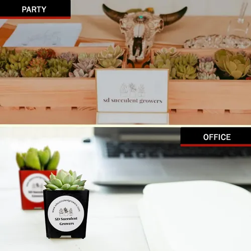 Vista 4 de Paquete misterioso de plantas suculentas vivas, variedad de plantas bien enraizadas en macetas de 2 pulgadas, plantas de interior reales, pequeñas