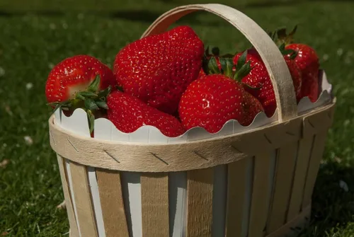 Vista 5 de Semillas Fresca Gigante Fresca - Frutas Perennes para Plantar - Sin OGM