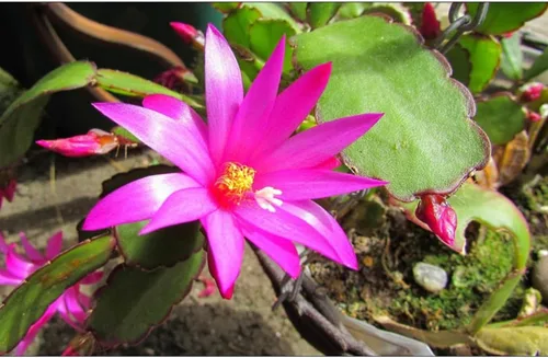 Vista 3 de Planta viva de cactus de primavera magenta de 4 pulgadas, Rhipsalidopsis. Cactus navideño recién plantado.