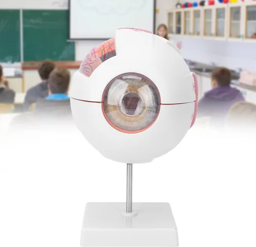 Vista 2 de Modelo de globo ocular humano 6 veces ampliado 7 piezas modelo de ojo para ciencia educación exhibición aprendizaje herramienta de enseñanza
