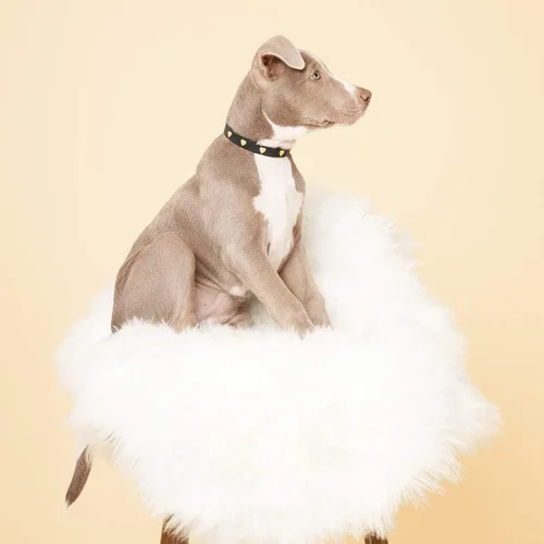 Vista 5 de SCAMPER & CO Collar de perro chapado en oro amarillo de 18 quilates con hebilla chapada en oro amarillo de 18 quilates, collar de perro con corazón