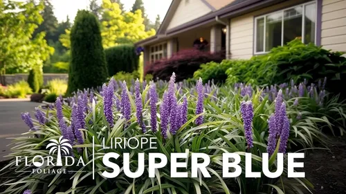 Vista 3 de Super Blue Liriope Muscari - 3 plantas vivas - Césped de hoja perenne