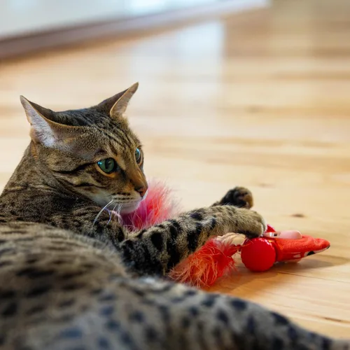 Vista 6 de Catstages Racin' Squirrel Robot, juguete electrónico para gatos en movimiento con plumas, recargable por USB, rojo