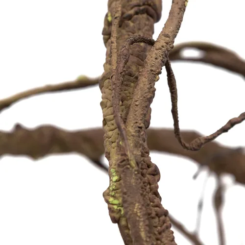 Vista 2 de Pangea Reptile Ultimate Vine para el hábitat del terrario (marrón) Vid de espuma de gran diámetro de 6 pies para recintos de reptiles, flexibles