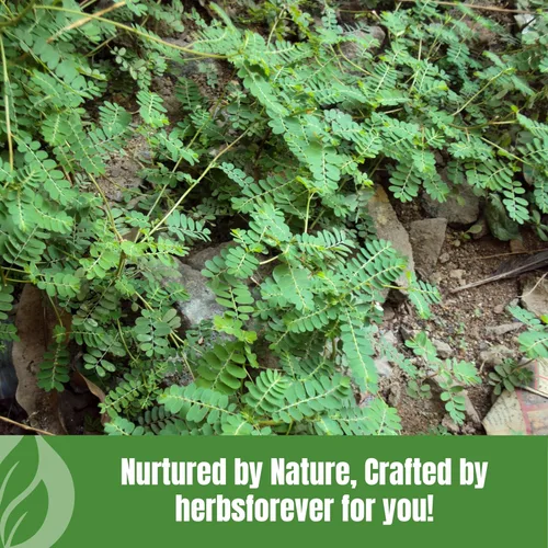 Vista 9 de HerbsForever Bhumi Amalaki Powder Phyllanthus Niruri Hierba ayurvédica para el bienestar, desintoxicación y vitalidad Sin OMG, vegano, sin