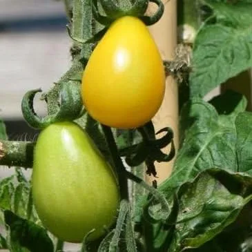Vista 3 de Tomate Yellow Pear Great Heirloom Garden VegetableBy Seed Kingdom Bulk Semillas de 1 onza