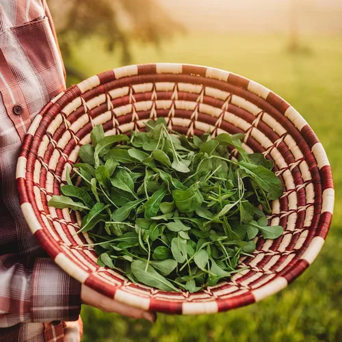 Vista 2 de Rúcula - 500 semillas - Variedad de reliquia y polinizada abierta, semillas de vegetales sin OMG para plantar, cultiva tus propias verduras
