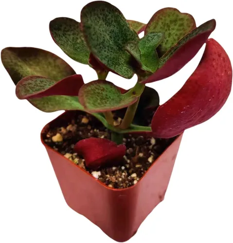 Vista 22 de Plantas de cactus suculentas vivas de USKC (maceta de 2 pulgadas) (Adromischus Maculatus)