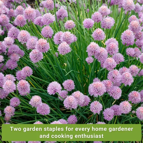 Vista 3 de Sow Right Seeds - Colección de semillas de cebollino para plantar - Variedades comunes y de ajo sin OMG - Ideal para plantar al aire libre