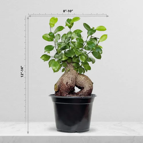 Vista 5 de Ficus de ginseng vivo, Ficus Retusa, Ficus de Taiwán, higo de Banyan, planta de interior bonsai, regalo de cumpleaños, regalo de inauguración