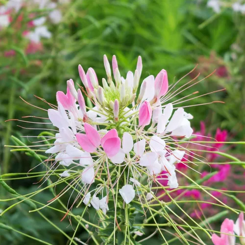Vista 4 de Eden Brothers Cleome Seeds - Cherry Queen