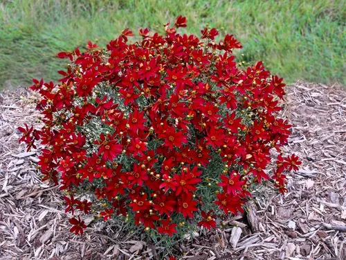Vista 36 de Guardería Greenwood: Plantas Perennes Vivas - Rosa de Bath + Dianthus Gratianopolitanus - [Cantidad: 1x Maceta de Pinta]
