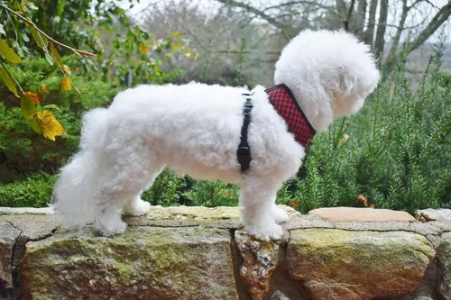 Vista 6 de Arnés personalizado para perro con nombre bordado de mascota, arnés para perro de pata de gallo, chaleco acolchado suave ajustable para perros Negro