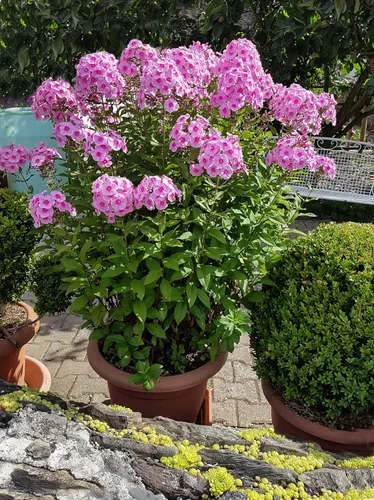 Vista 8 de 10 Tall Garden Phlox Paniculata Mixed Colors 'New Hybrids Mix' Flower Seeds