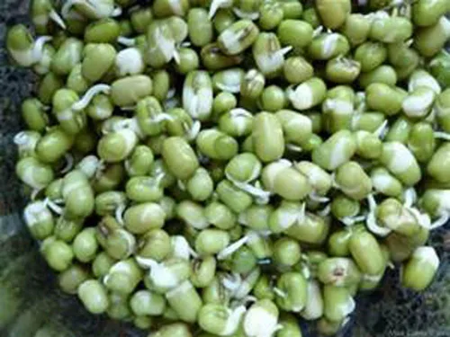 Vista 6 de Semillas de mezcla de proteínas de Peyton's para germinar microverdes, 8 onzas, marca "COOL BEANS n SPROUTS", un superalimento lleno