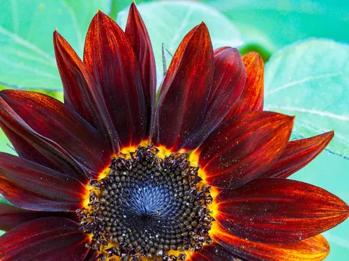 Vista 9 de 25 semillas de flor de girasol Helianthus annuus RED VELVET QUEEN