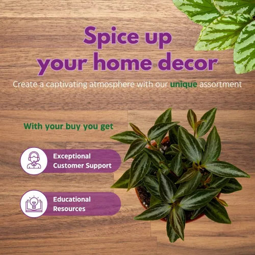 Vista 7 de BubbleBlooms Surtido de Peperomia, 6 peperomias diferentes en macetas de 2 pulgadas Grower's Choice