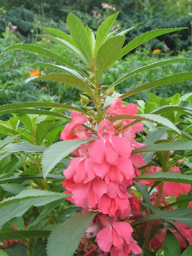 Vista 5 de Semillas Flores Balsam Garden Mix Anual - 50 Semillas