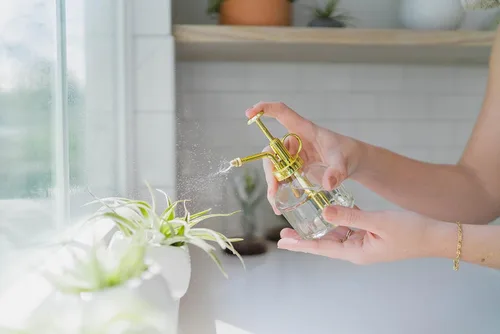Vista 5 de Paquete de 5 plantas de aire grandes surtidas de Ionantha Rubra – Plantas suculentas vivas para el hogar – Disponible al por mayor y a granel