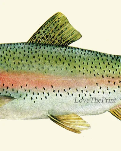 Vista 3 de Rainbow Trout Fish Fishing Gift Wall Art Prints set of 3 Prints 8x10 - Unframed - Beautiful River lake Nature Home Room Decor Decoration LoveThePrint