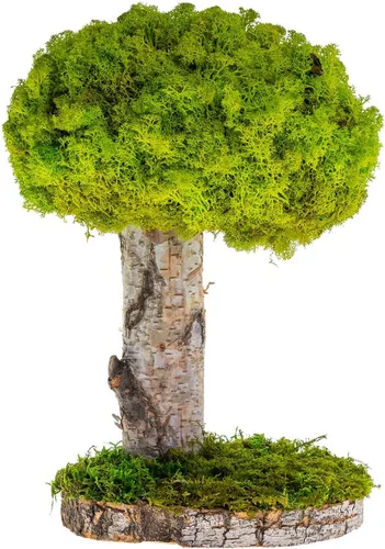 Vista 8 de Plantas reales sin riego, diseño artístico de musgo preservado y decoración, arreglo de plantas verdes naturales para interiores para el hogar