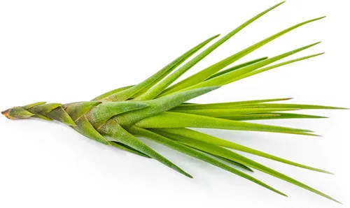 Vista 8 de Tillandsia Plantas de aire vivas de interior (paquete de 100), plantas de aire, recuerdos de fiesta a granel o recuerdos de boda, plantas vivas