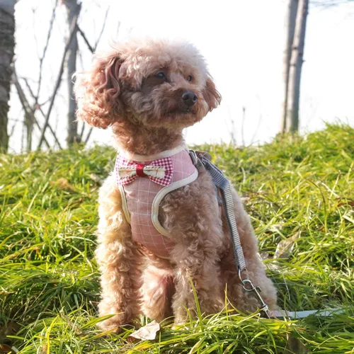 Vista 4 de Voopet - Arnés para perro fácil de poner y quitar, chaleco con malla delantera acolchada para cachorro con correa, arnés ajustable para mascotas sin