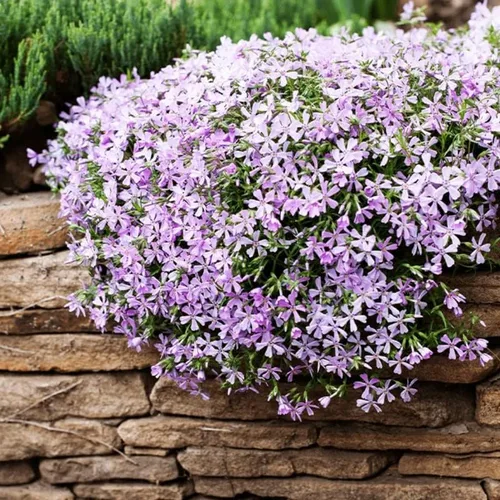 Vista 3 de Blue Phlox - Planta viva, Phlox perenne rastrera, Phlox rastrero de lavanda azul-púrpura, planta de inicio de 1 a 3 inc. y bien enraizada