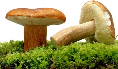Vista 4 de Seweryn Setas secas Bay Bolete Podgrzybek Brunatny Whole Caps String 50 gr / 1.76 oz
