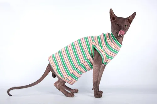 Vista 6 de Jersey de gato con manga larga y rayas grises claras, Gris