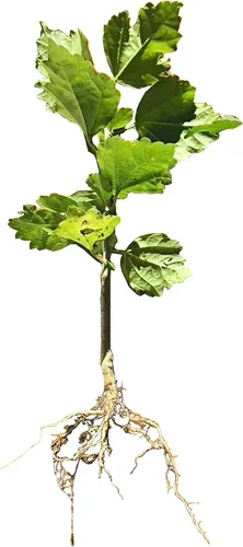 Vista 3 de FixtureDisplays Rose of Sharon Hibiscus - Planta viva orgánica con trasplante de raíces Arbusto Temporada de otoño e invierno: sin hojas. Espere que