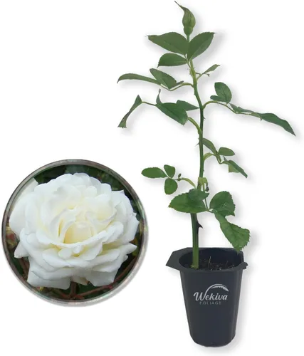 Vista 7 de Prosperity Rose Bush - 2 plantas iniciadoras vivas en macetas de cultivo de 2 pulgadas, rosa de té híbrida bellamente fragante, una belleza versátil