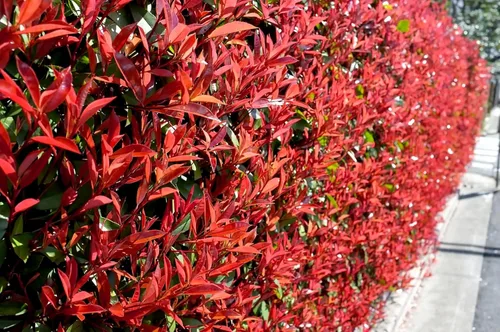 Vista 4 de Punta Roja Planta de 1 galón grande Photinia Fraseri Arbusto de hoja perenne, seto de privacidad de rápido crecimiento, color durante todo