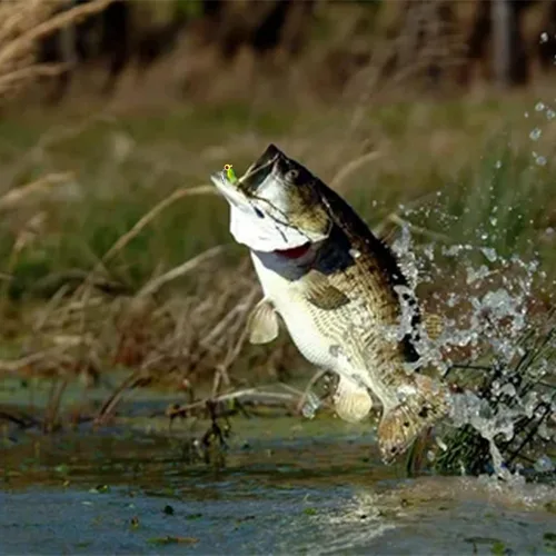 Vista 4 de 50 piezas de conjunto de señuelos para crappie - 2 pulgadas de cebo, cabezas de jig y anzuelos para pesca versátil
