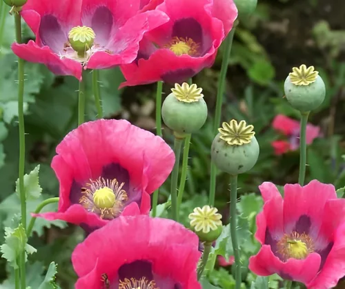 Vista 8 de Variedades exóticas de semillas de amapola para plantar (200 semillas por paquete) - Fácil de cultivar, se envía desde Iowa, Estados Unidos